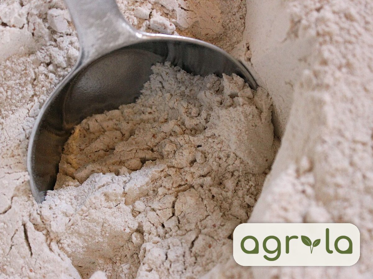 Bakery wheat flour