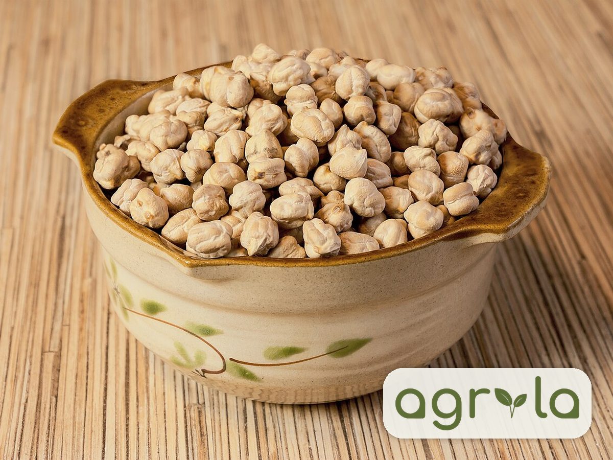 Chickpeas