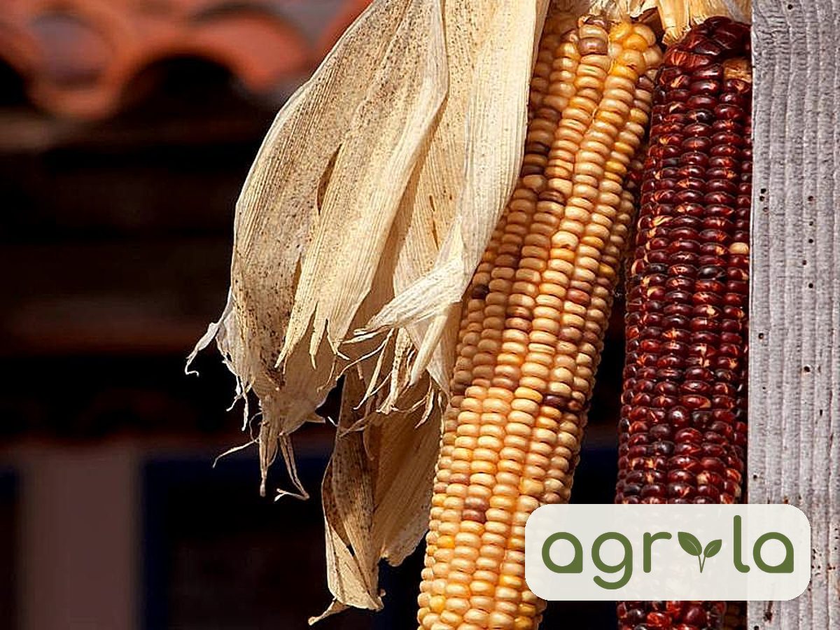 Corn oil