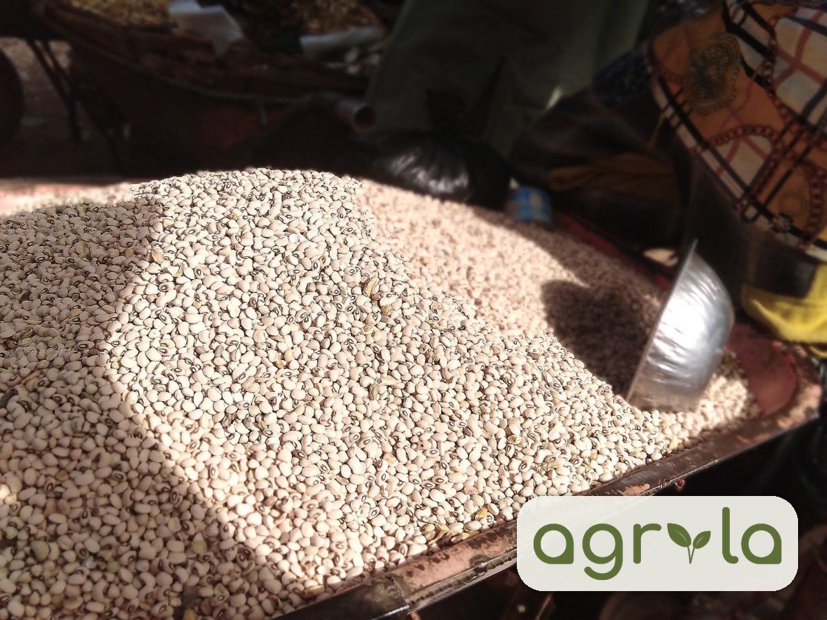 Dry Beans