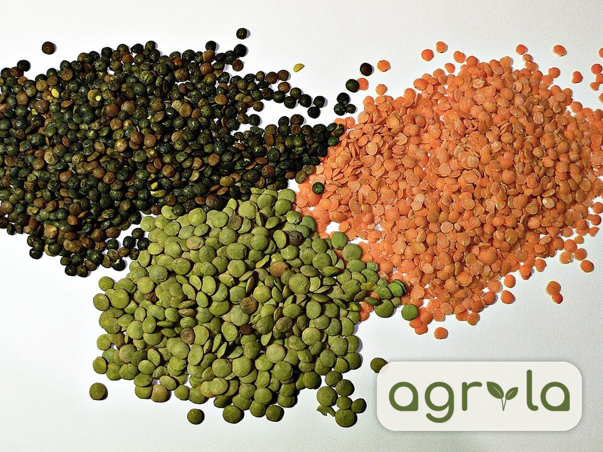 Red lentils