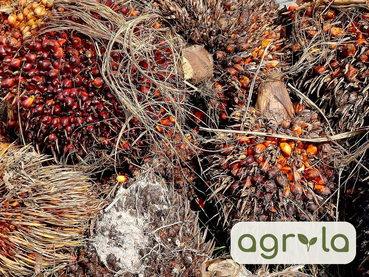 Palm oil