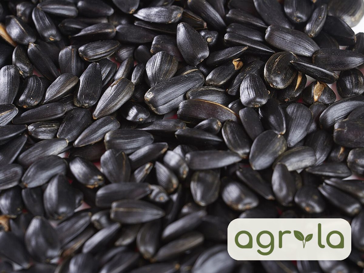 Sunflower seeds